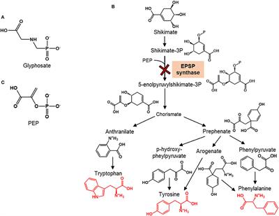 Glyphosate-Induced Specific and Widespread Perturbations in the Metabolome of Soil Pseudomonas Species